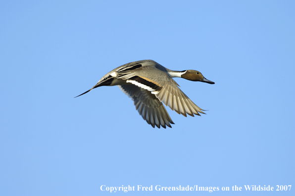 Pintail duck