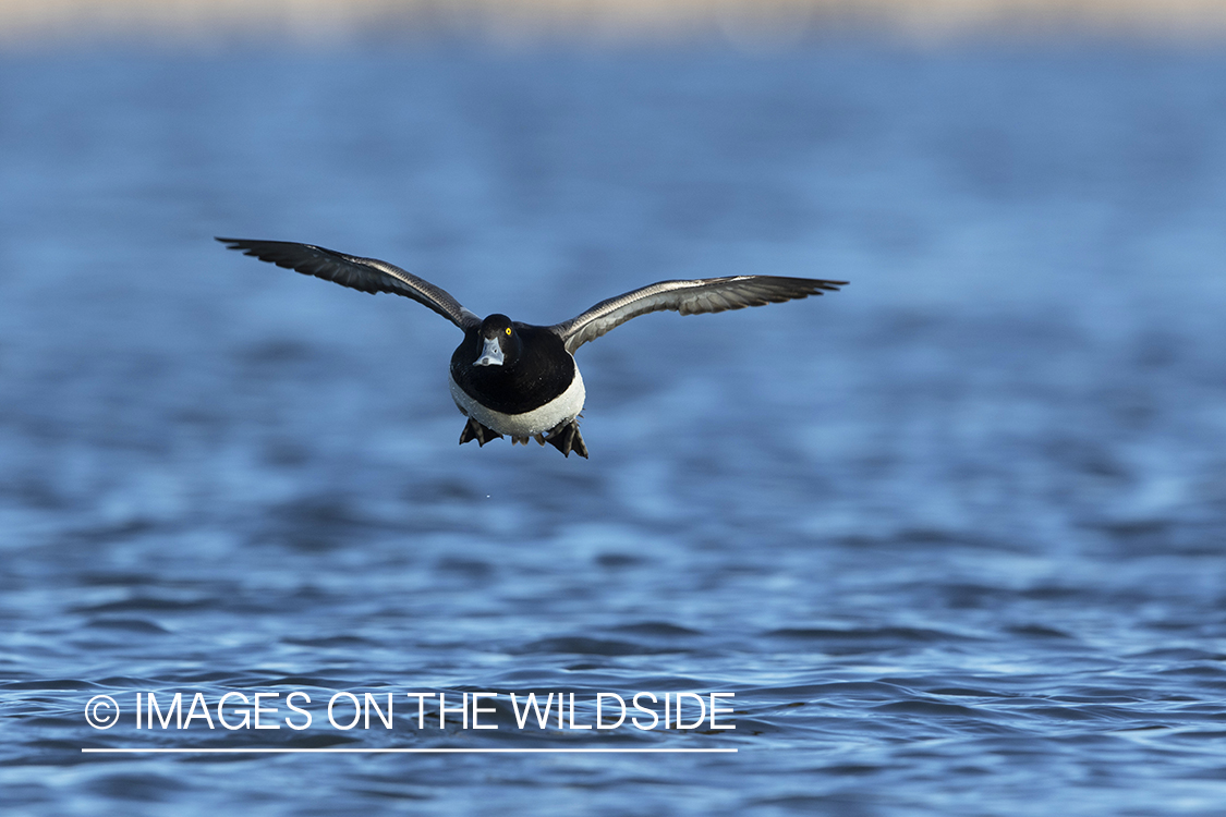 Greater Scaup in flight.