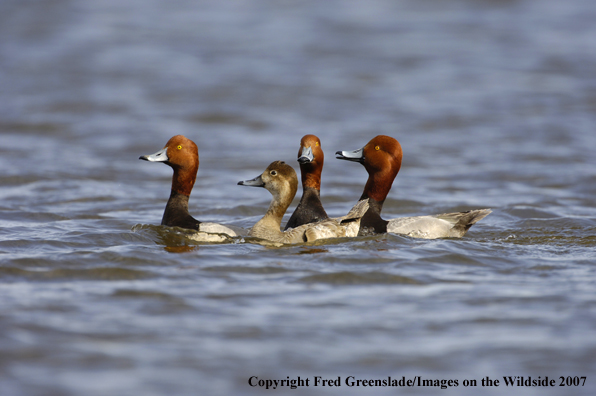 Redhead duck