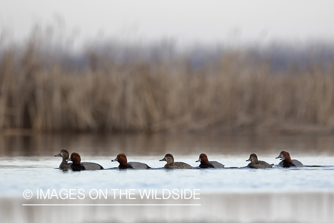 Redhead ducks on pond.