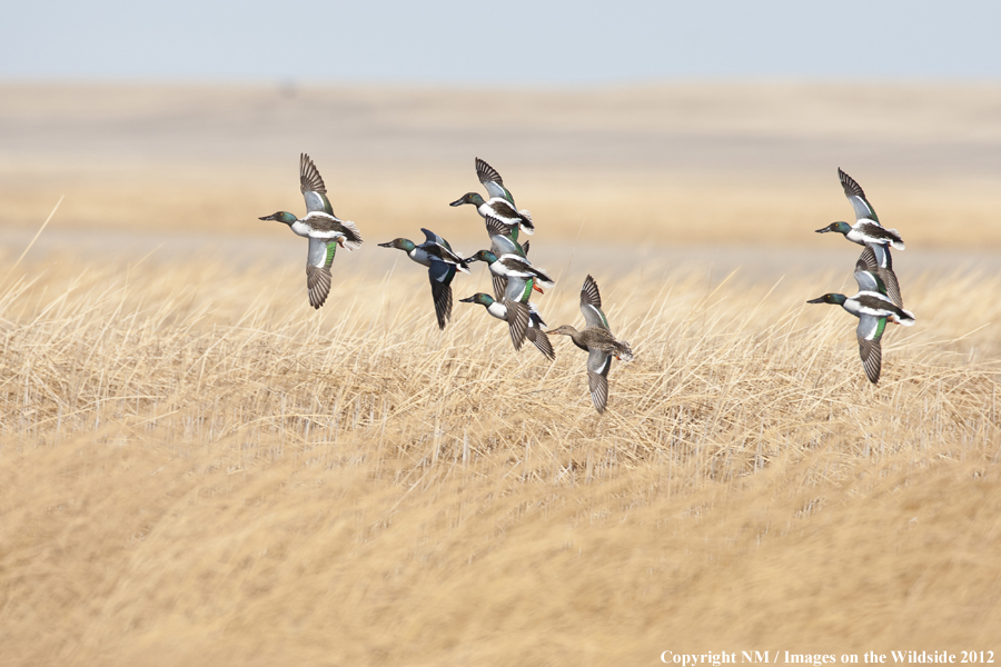 Shovelers in flight.