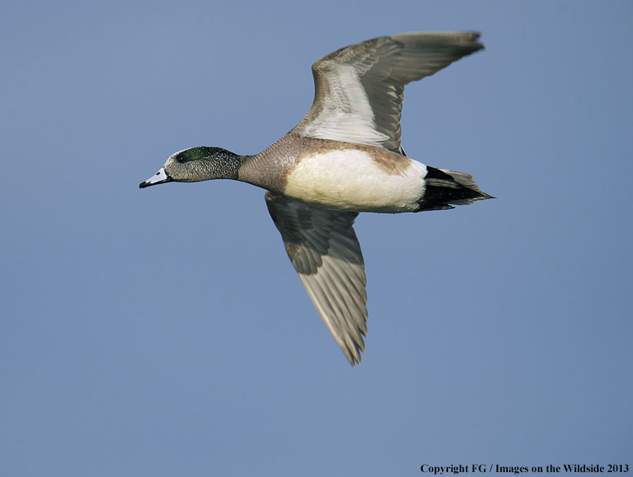 Wigeon duck in flight.