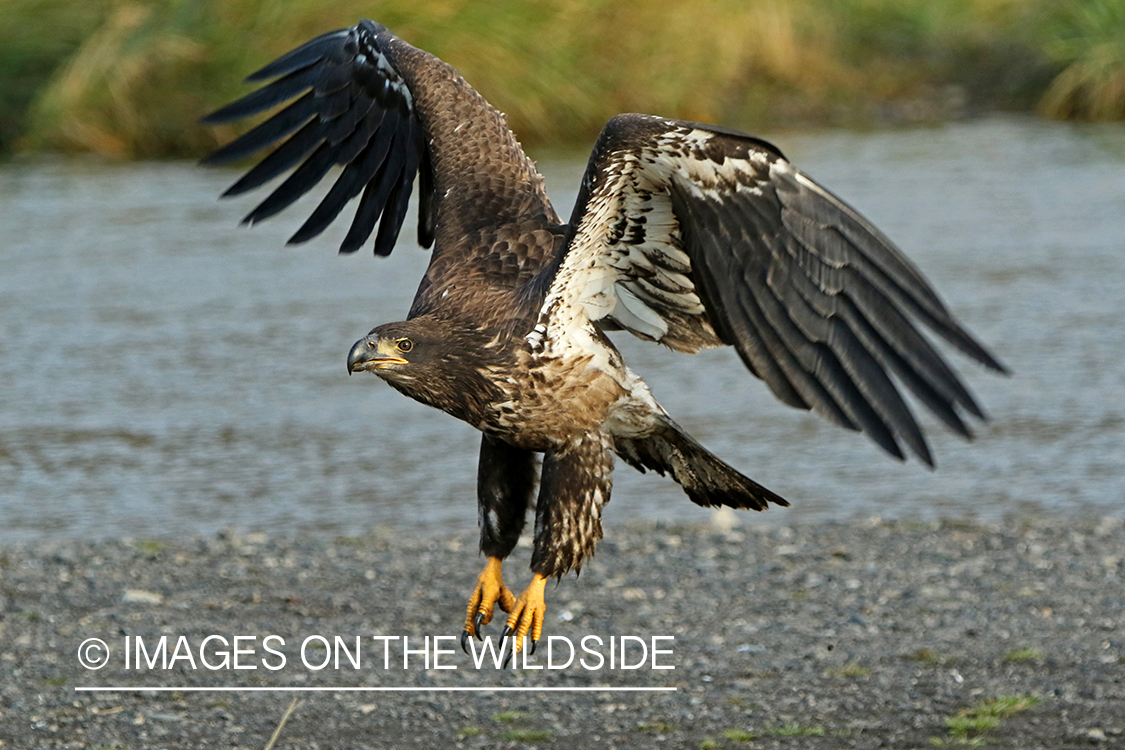 Bald Eagle (immature).