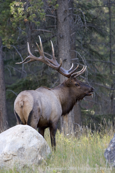 Rocky Mountain bull elk in habitat.