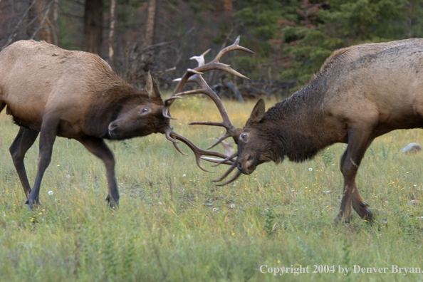 Rocky Mountain bull elk fighting.