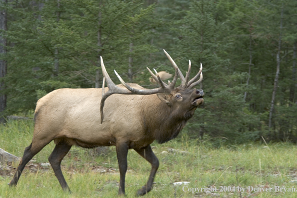 Rocky Mountain bull elk bugling.