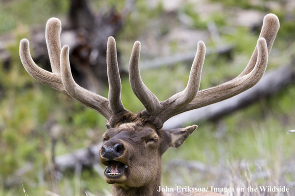 Bull elk in velvet.