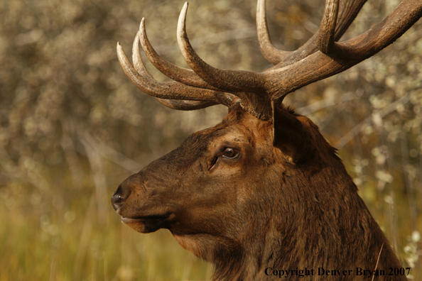 Rocky Mountain Elk portrait