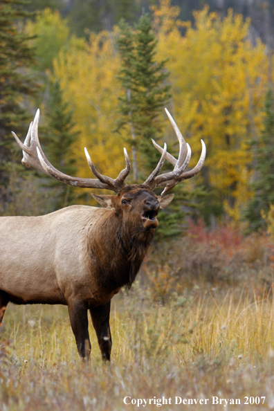 Rocky Mountain Elk bugling