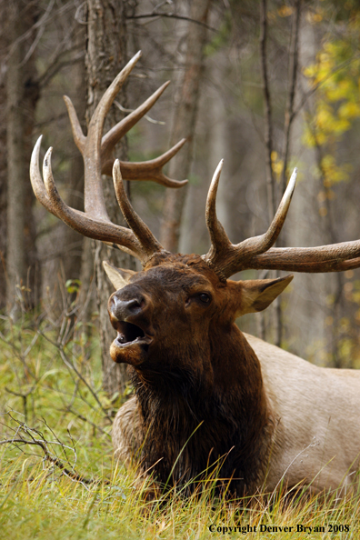 Rocky Mountain Elk 