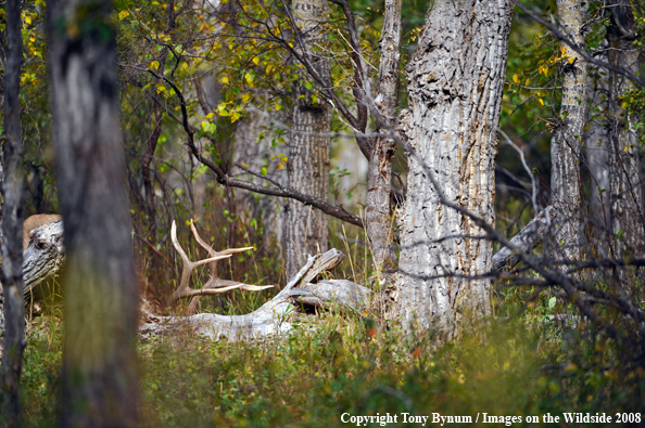 Bull Elk in field