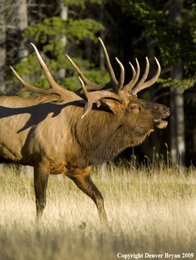 Rocky Mountain bull elk bugling.