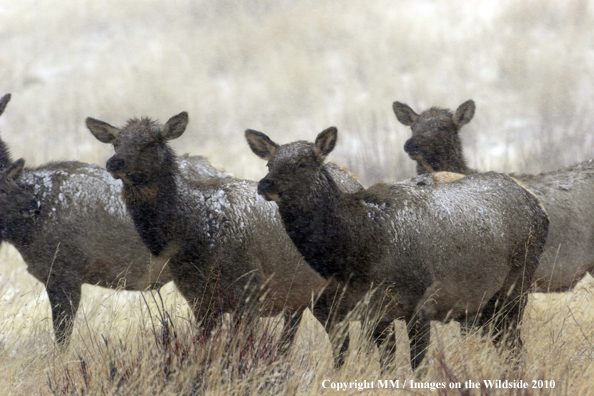 Rocky Mountain Elk