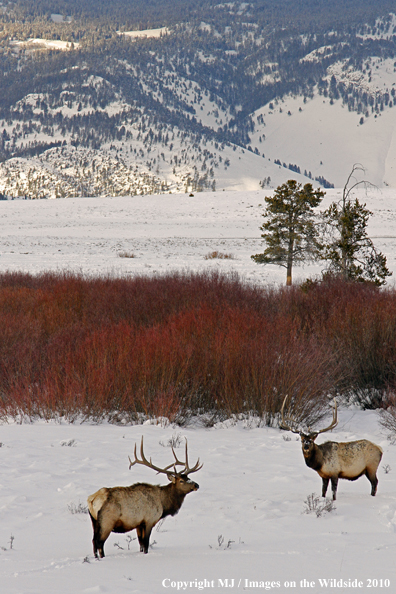 Rocky Mountain Bull Elk in habitat. 