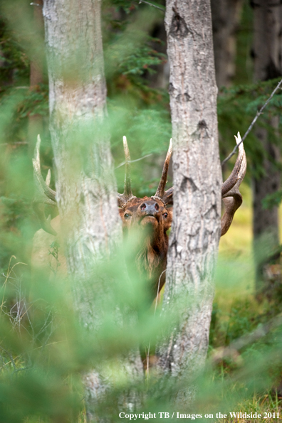 Bull elk in forest. 