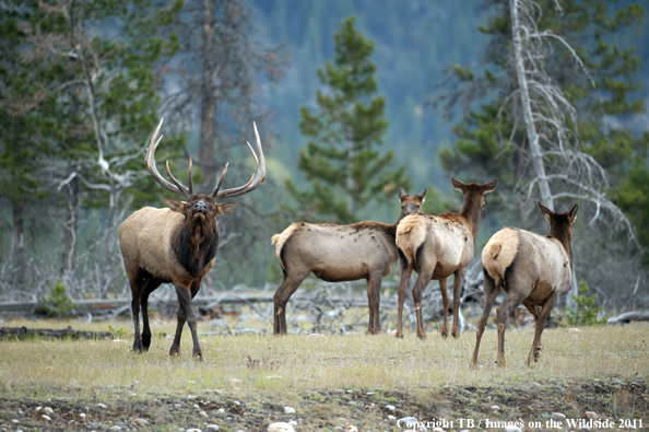 Rocky Mountain bull elk bugling. 