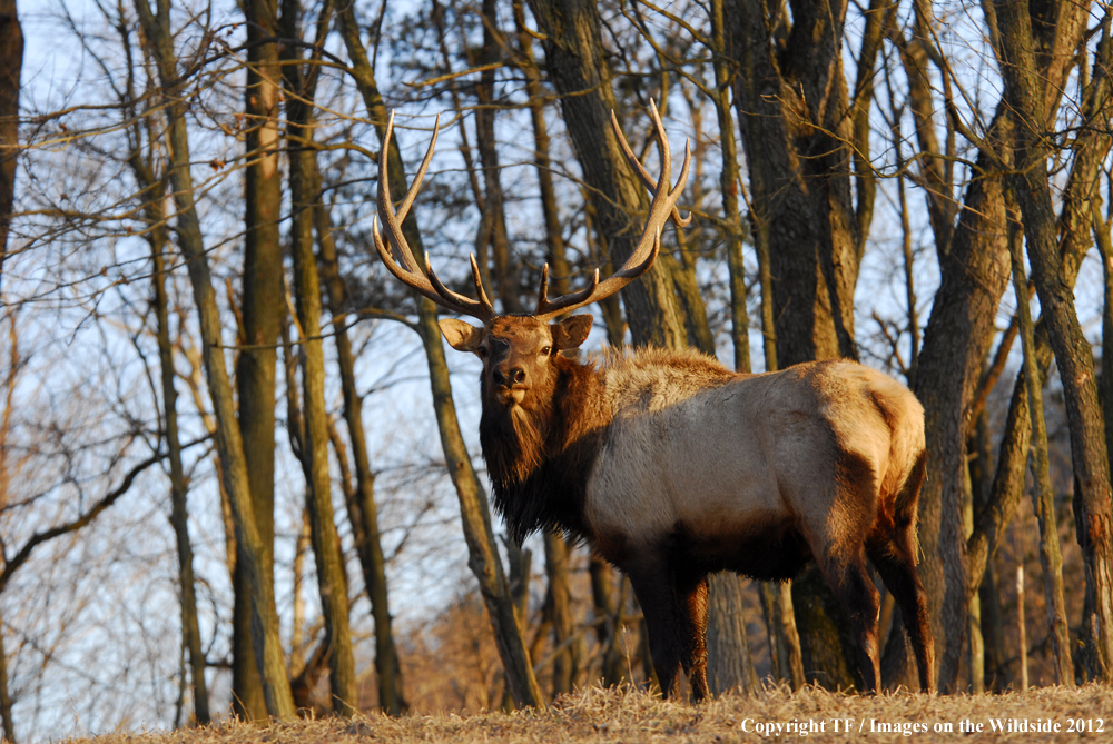 Bull elk in habitat. 