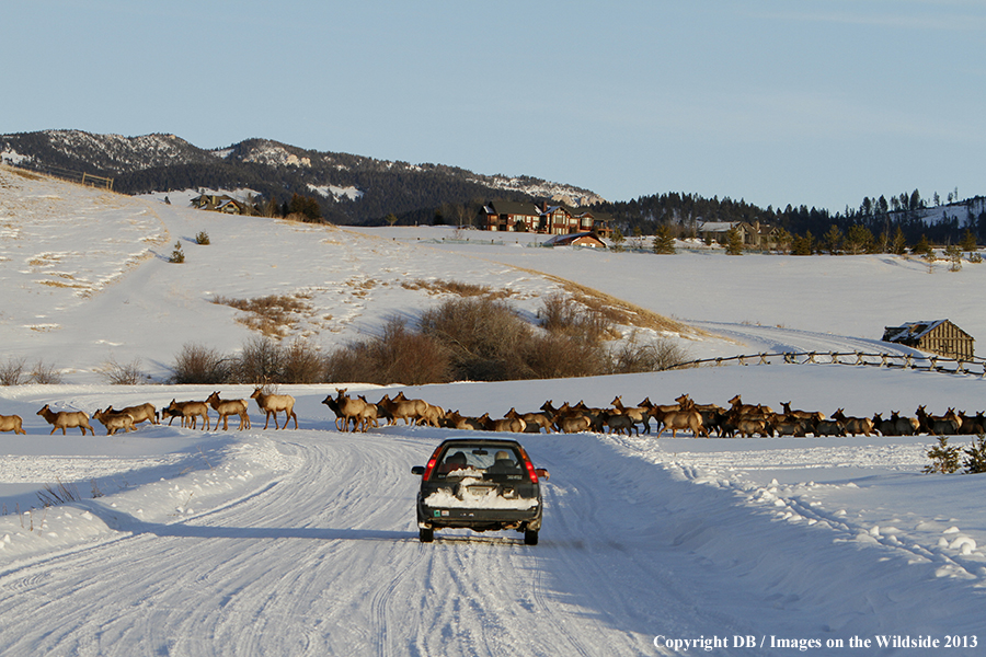 Elk crossing road near urban area during winter.