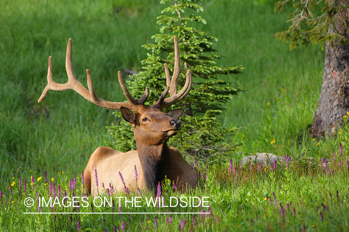 Rocky Mountain Elk in velvet.
