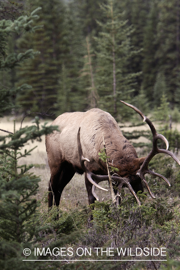 Rocky Mountain Bull Elk rubbing on tree in habitat.