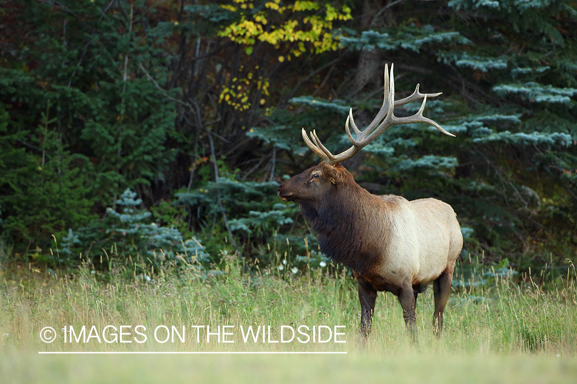 Rocky Mountain Bull Elk in habitat.