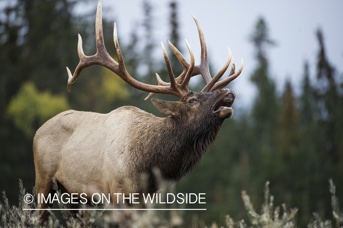 Bull elk bugling.