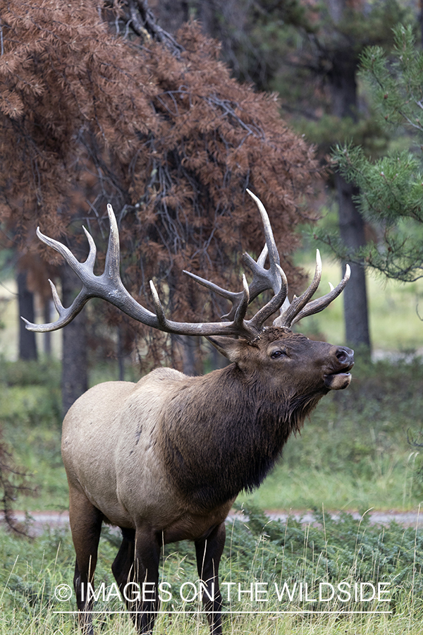 Bull elk bugling.