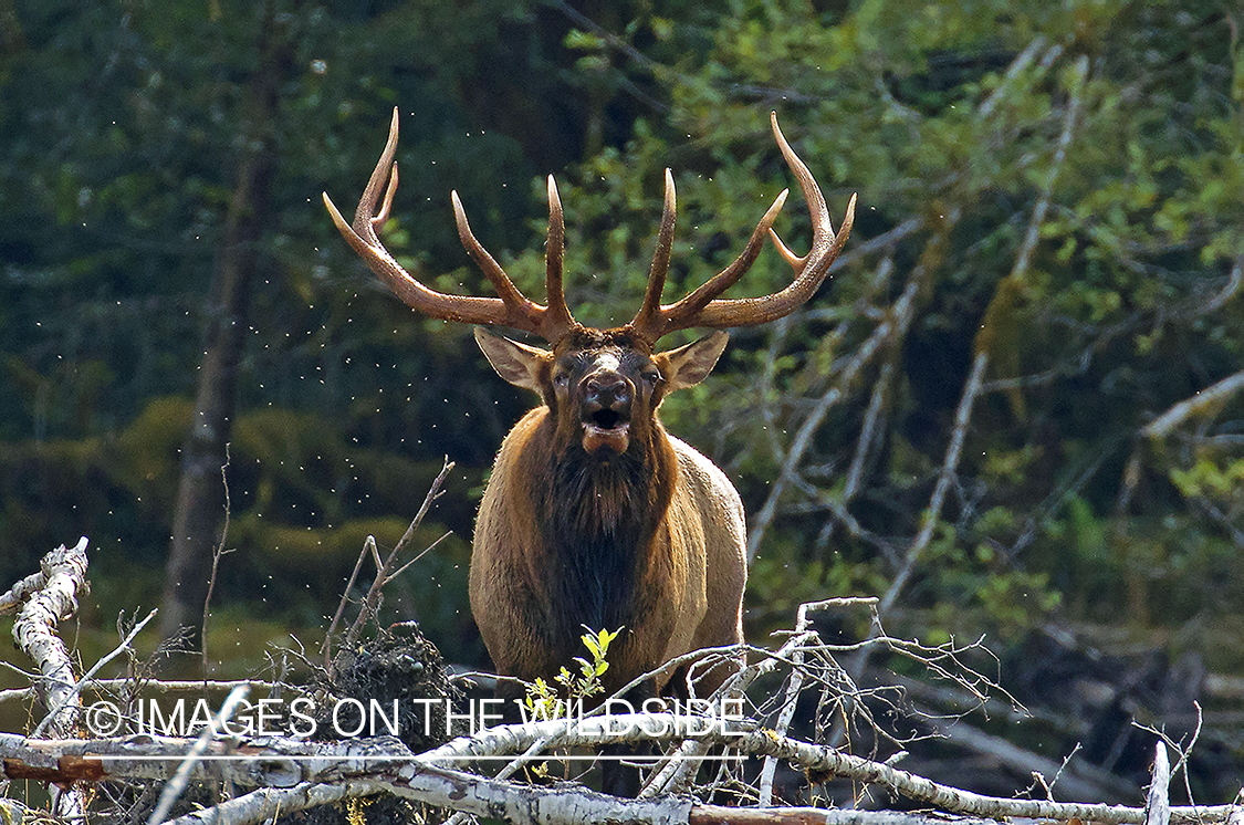 Bull elk bugling in field.