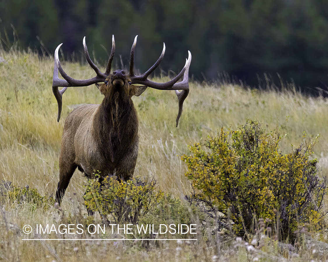 Bull elk in habitat.