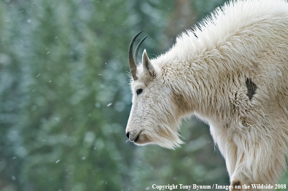 Billy Mountain Goat