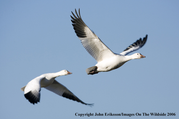 Snow geese in flight.