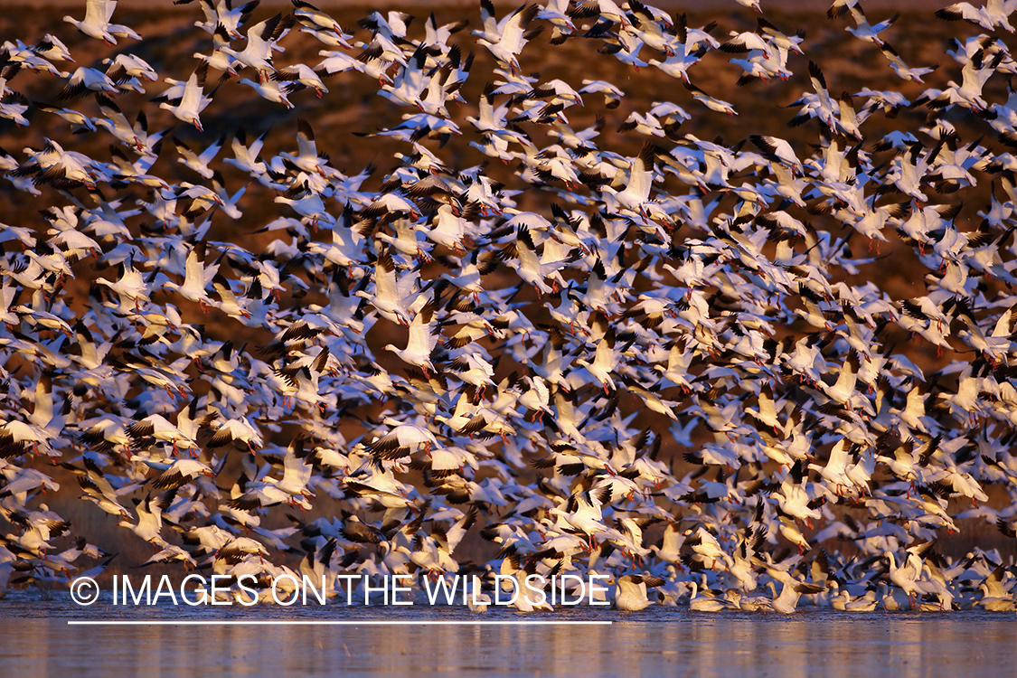 Snow geese flock taking flight. 