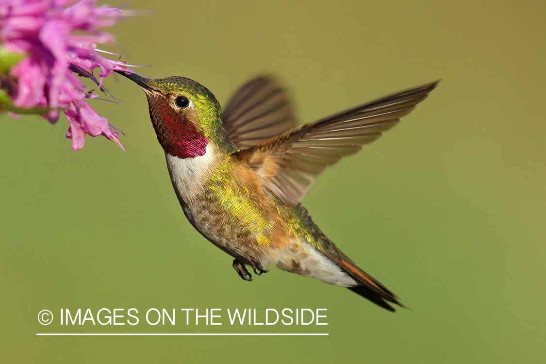 Broad-tailed Hummingbird at flower.