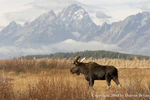 Shiras bull moose.  Grand Tetons in background.