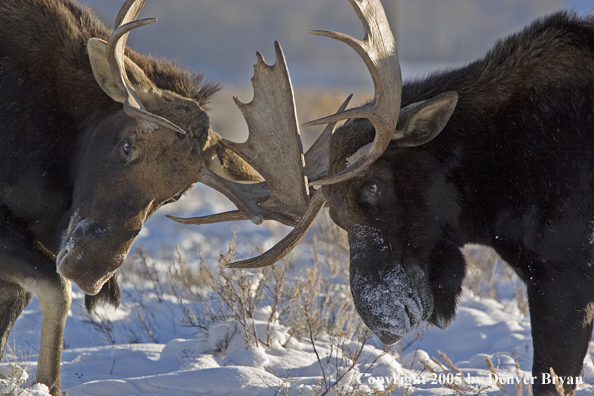 Shiras bull moose battling in habitat.