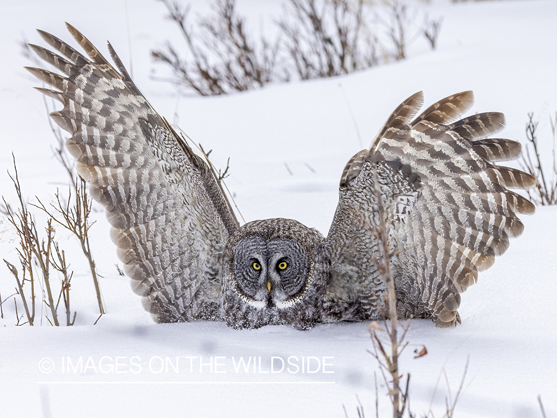 Great Grey Owl in habitat.