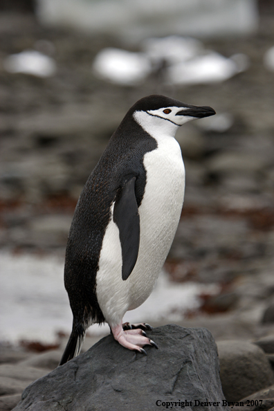 Chinstrap penguin in habitat