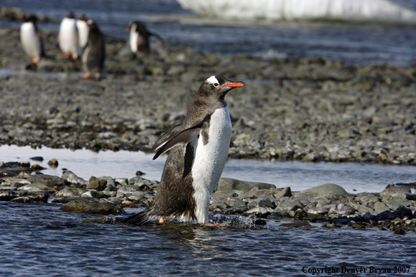 Gentoo Penguin in habitat