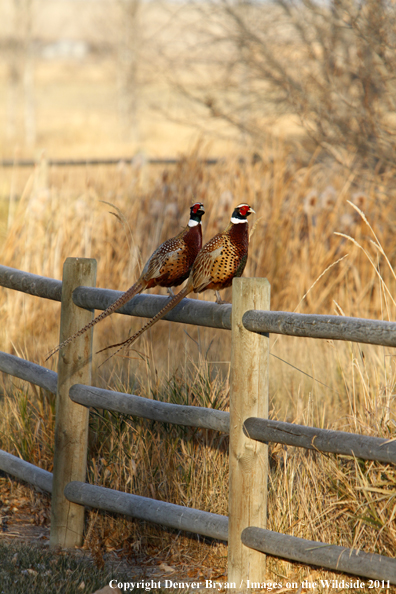 Rooster pheasants on fence. 