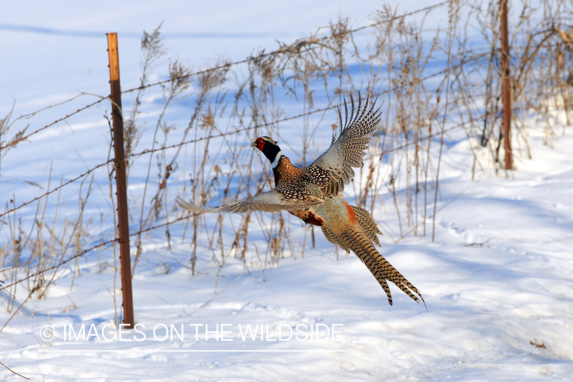 Ring-necked pheasant flying from a snow-covered ditch.