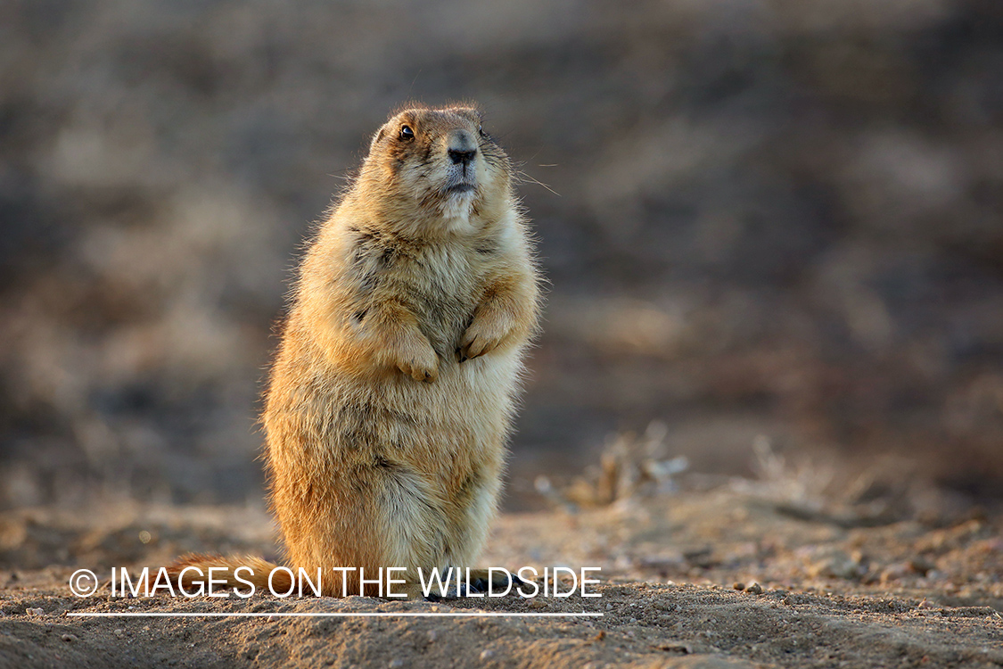 Prairie dog in habitat.