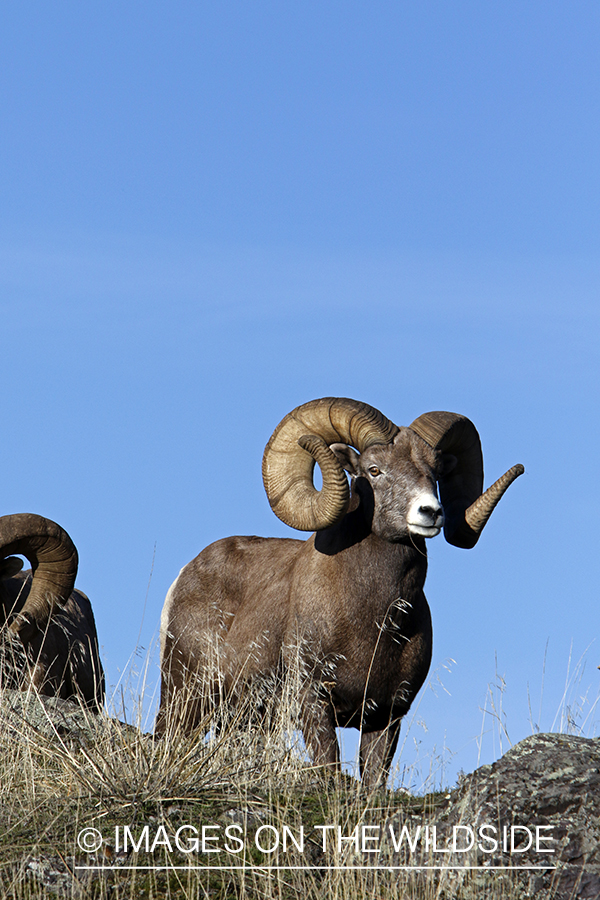 Rocky Mountain bighorn sheep in field.