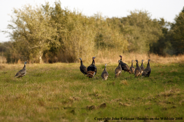 Eastern Wild Turkeys