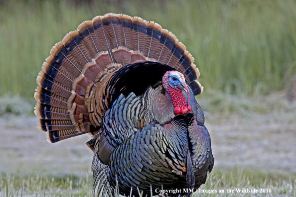 Wild eastern turkey in full display.