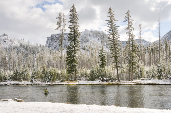 Flyfishing on the Madison River, Yellowstone National Park. 