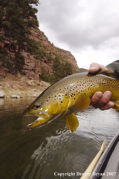 Brown trout being released by fisherman.