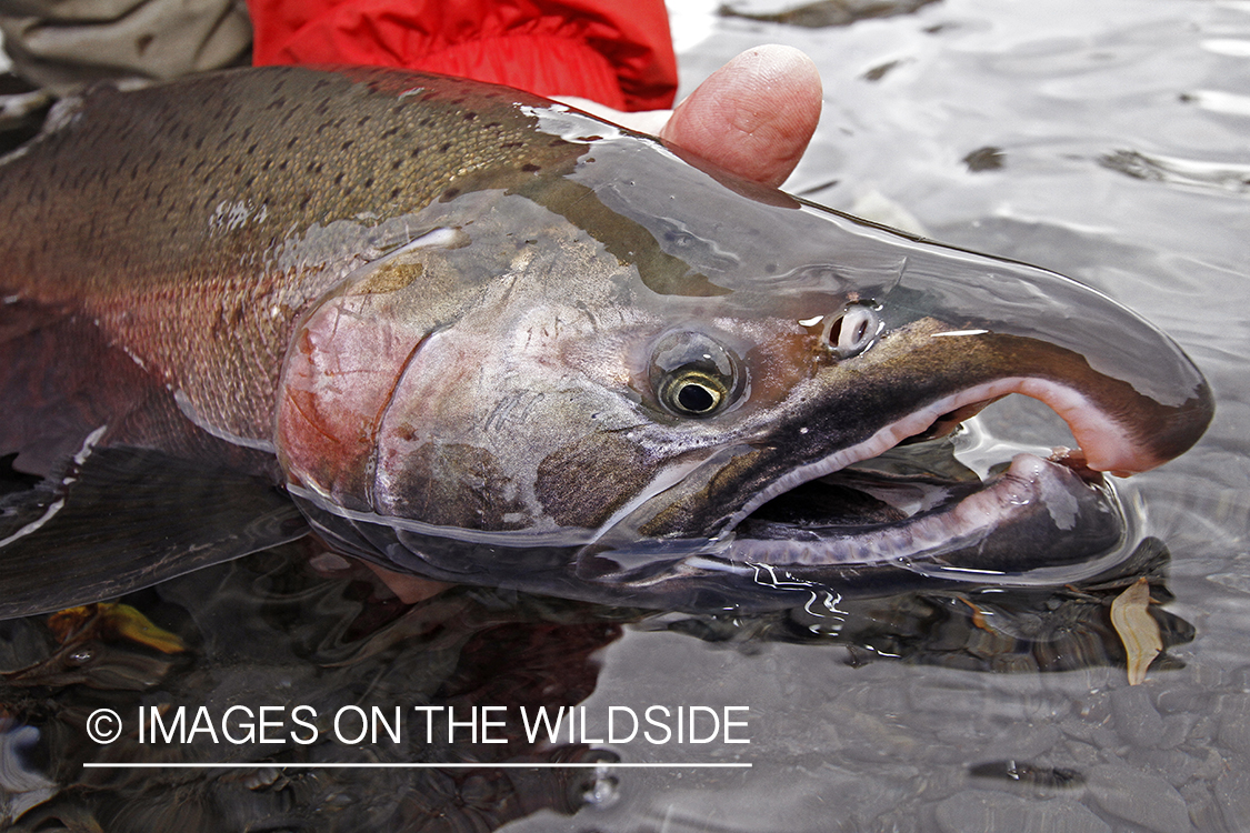 Flyfisherman with Silver Salmon, in Alaska.