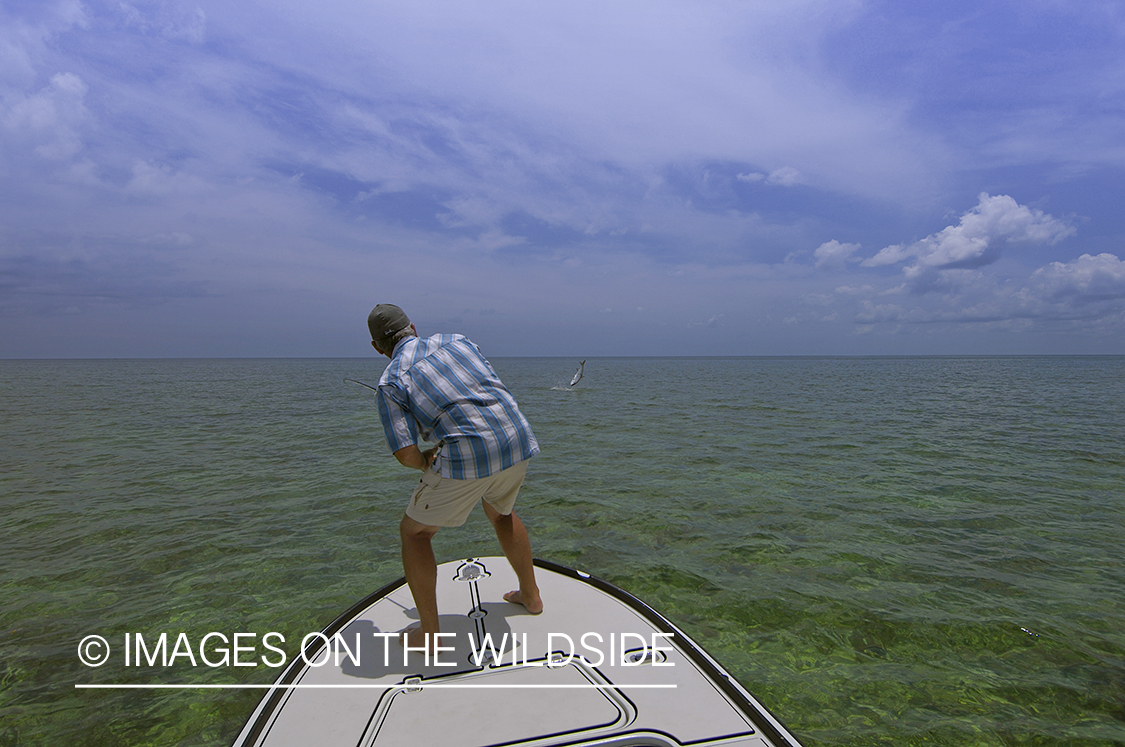 Flyfisherman fighting jumping tarpon on line.