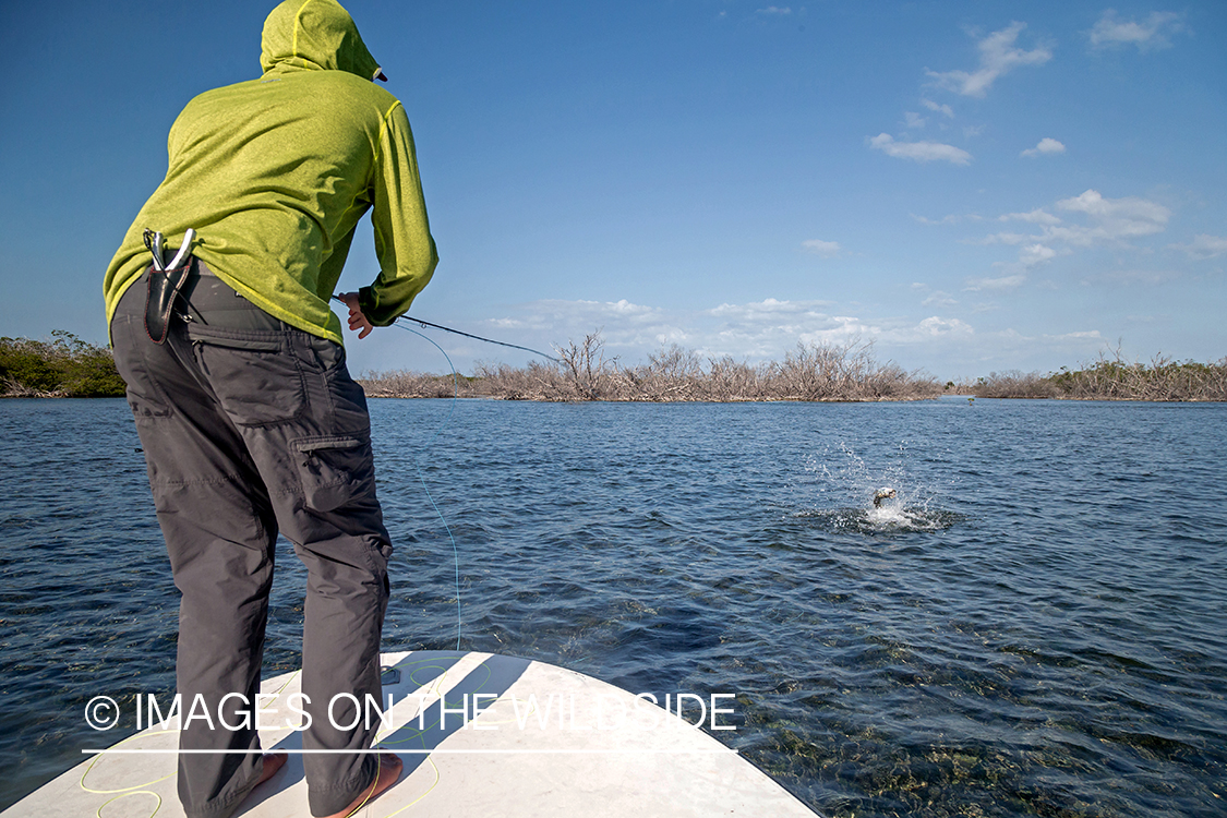 Flyfisherman fighting with jumping tarpon.