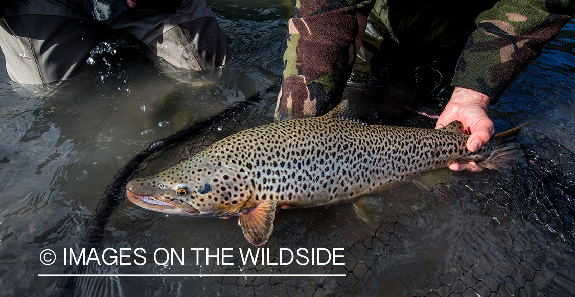 Brown trout.